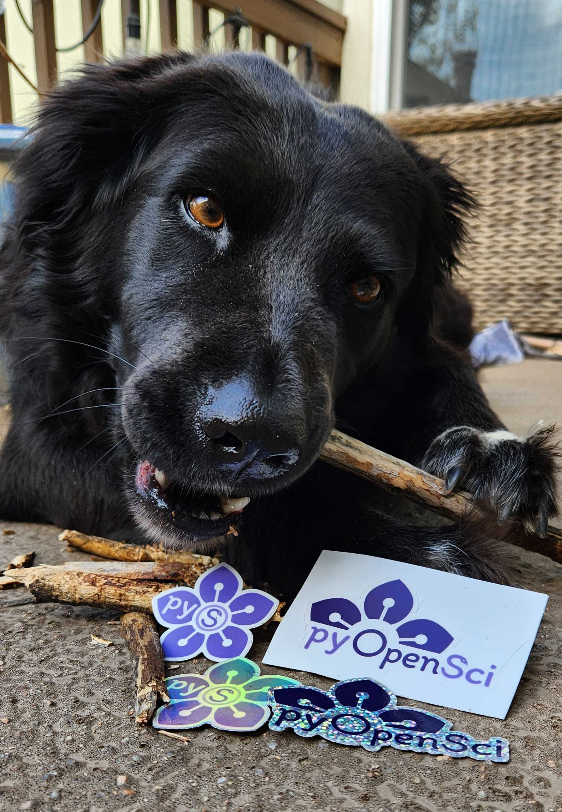 Image of a flat coated retriever chewing on a stick with a bunch of pyOpenSci stickers in front of her cut face. 